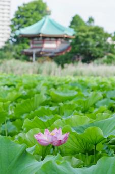 lotus, JPG