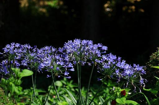 Photo, agapanthus, purple clam, murasaki kunsiran, 