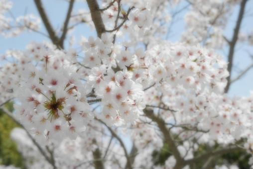 Cherry blossom, cherry blossoms, sakura, cherry blossoms, JPG