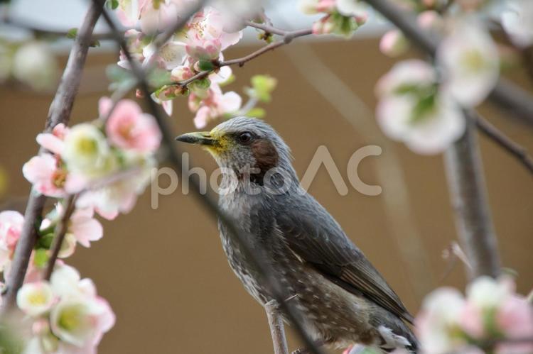 ボケの花のクローズアップとヒヨドリ 花,木瓜,ボケの写真素材