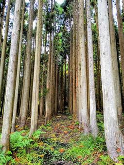 美しい緑の山道をハイキング 山道,森林,散策の写真素材