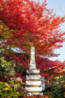 称名寺の紅葉(23) 秋,紅葉,称名寺の写真素材