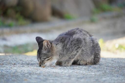 相島の子猫ちゃん ねこ,猫島,子猫の写真素材