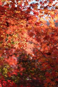 紅葉 紅葉の写真