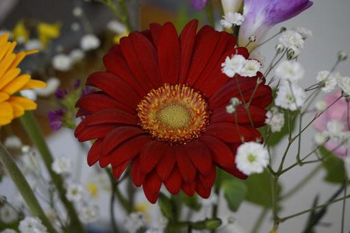 花 花 の写真