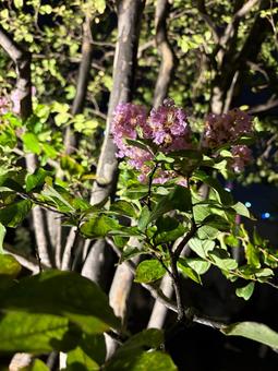 ライトに映える百日紅 百日紅,花,植物の写真素材