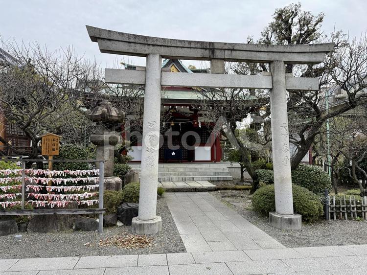 冬の亀戸天神社 3月,つぼみ,枝の写真素材