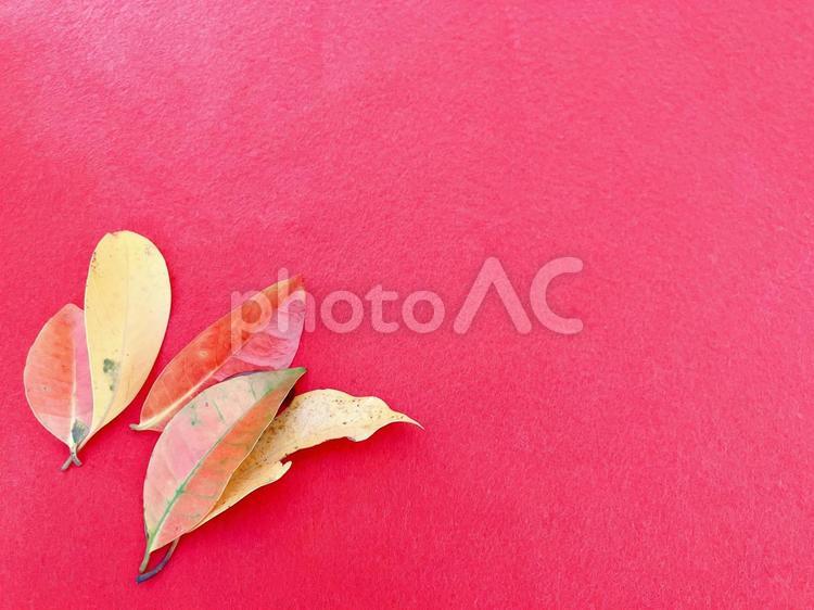 紅葉した落ち葉を添えた赤い背景 秋,落ち葉,紅葉の写真素材