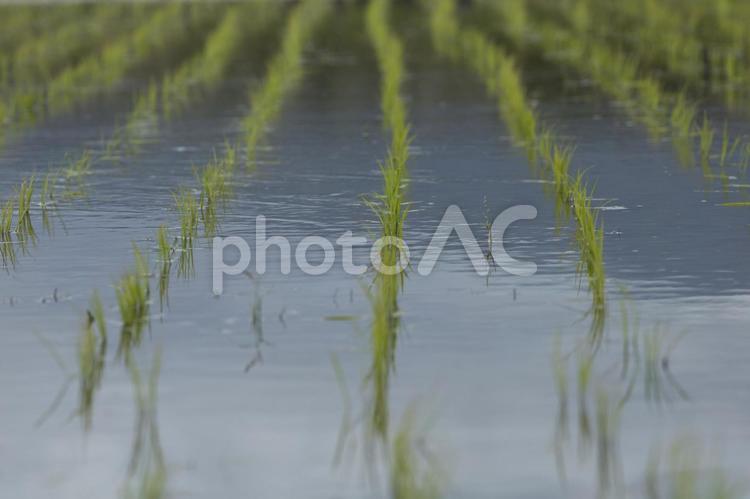 田植えを終えた田んぼ 田んぼ,風景,稲の写真素材