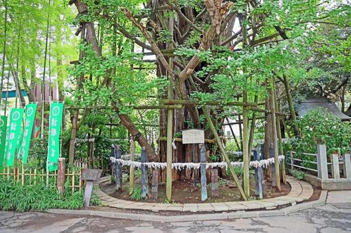 稲毛神社(川崎) 稲毛神社(川崎)の写真