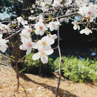 Flower Flowerの写真