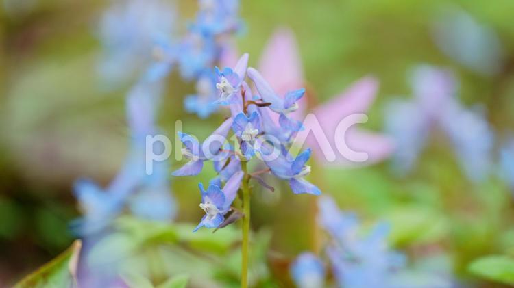 野生のエゾエンゴサク エゾエンゴサク,花,北海道の写真素材