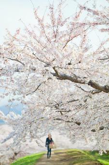 五稜郭公園の桜 ソメイヨシノ,染井吉野,五稜郭の写真素材