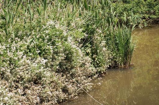 水辺に咲くノイバラの群生 水辺に咲くノイバラの群生 ノイバラ,花,花びらの写真素材