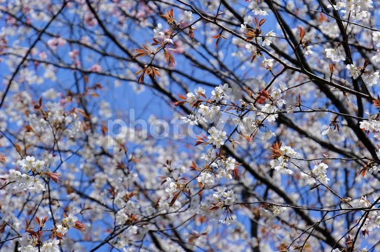 桜山公園　自然観察の森 桜,さくら,サクラの写真素材