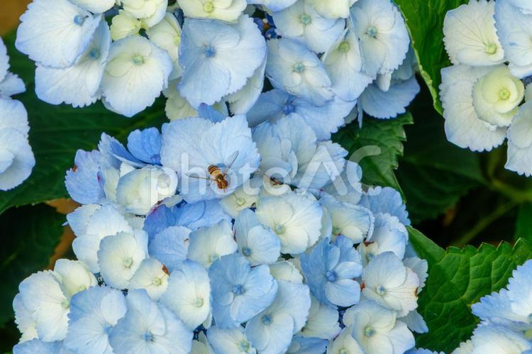 5月の青い紫陽花にとまるホソヒラタアブ 紫陽花,青,花の写真素材