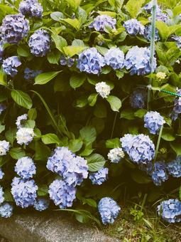 紫陽花 紫陽花 紫陽花,白,綺麗の写真素材