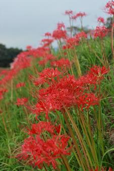 曼殊沙華 曼殊沙華の写真