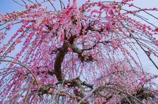 枝垂れ梅 枝垂れ梅 枝垂れ梅,しだれ梅,梅の写真素材