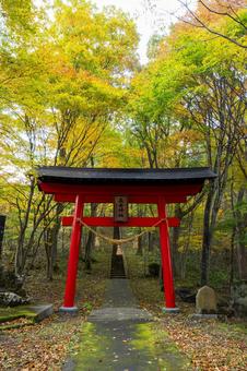 秋の長老神社⑴ 秋,神社,長老神社の写真素材