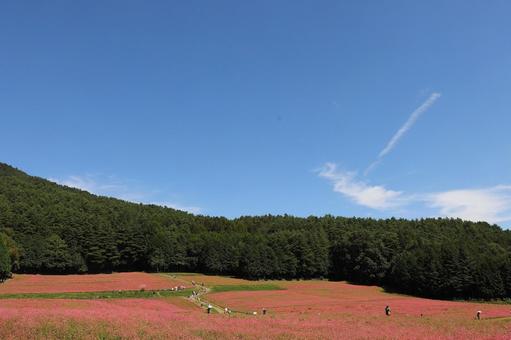 赤そばの里11 赤そばの里11 赤そば,赤蕎麦,箕輪町の写真素材