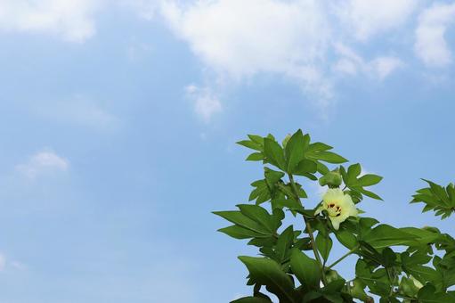 綿3(花) 綿3(花)の写真