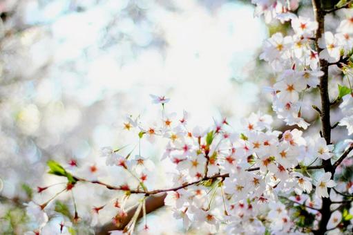 桜 さくら,サクラ,春の写真素材