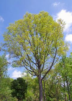 アメリカガシワの写真