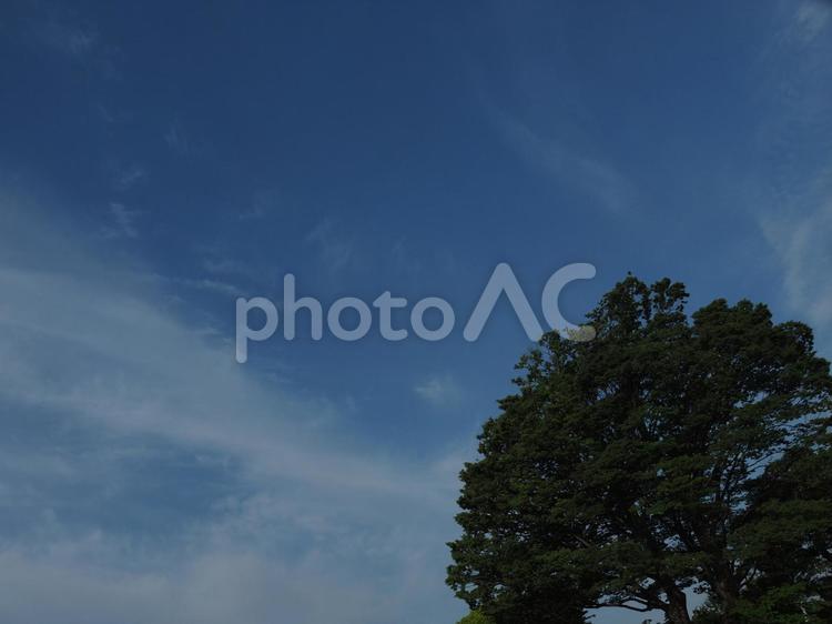 ケヤキの木と青空 ケヤキ,木,青空の写真素材