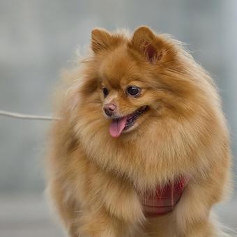 ふわふわポメラニアン ふわふわポメラニアン 犬,ポメラニアン,ポメの写真素材