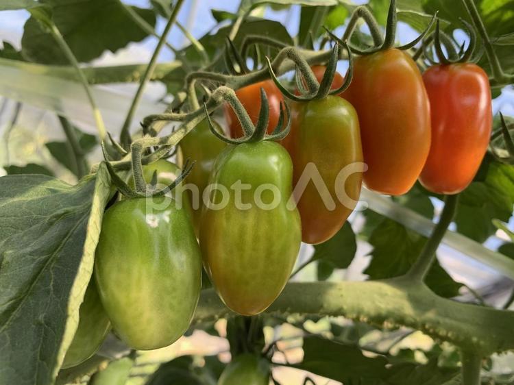 ミニトマト、プラム型　赤　3 ミニトマト,野菜,プラム型の写真素材