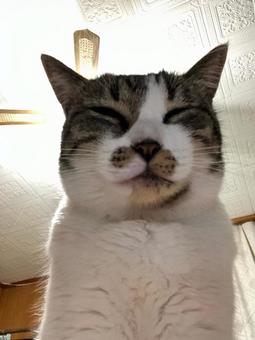 ねこ かお ねこ かおの写真