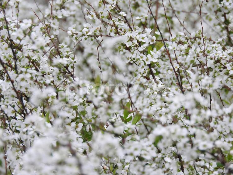 ユキヤナギ 雪柳,花,植物の写真素材