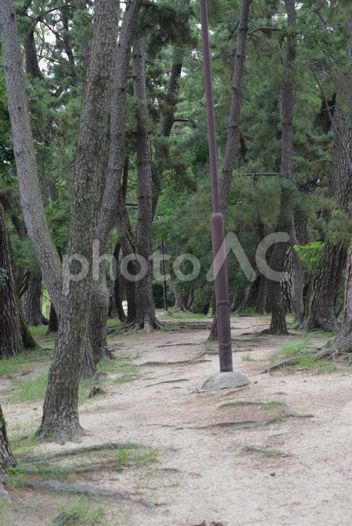 夙川の松並木 屋外で,松林,散歩道の写真素材