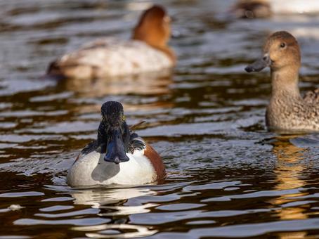 池を泳ぐハシビロガモ 池を泳ぐハシビロガモ ハシビロガモ,カモ,鴨の写真素材
