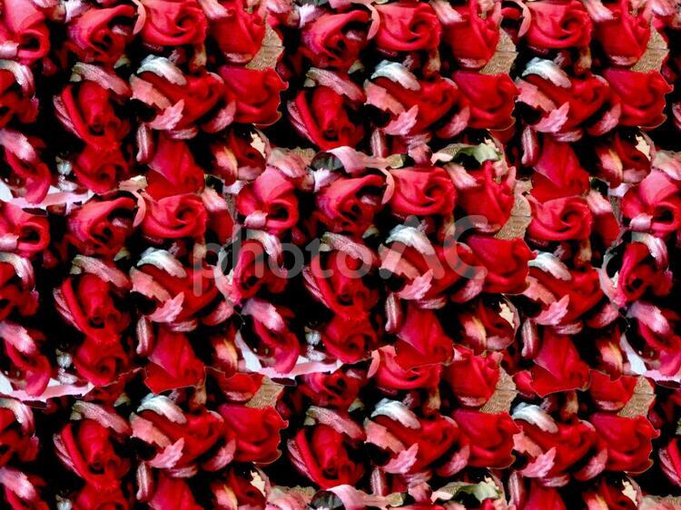 薔薇蕾レッド絨毯 ばら,アートフラワー,コピースペースの写真素材