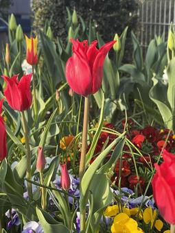 Tulips, JPG