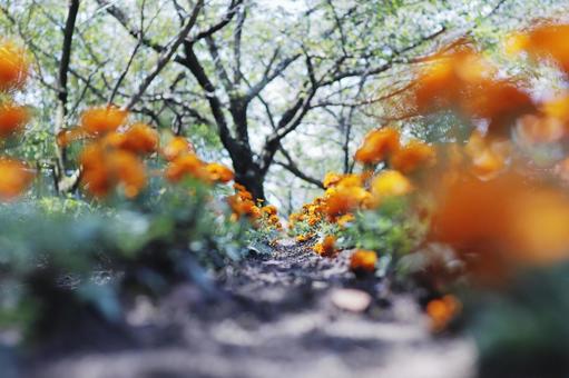 満開のマリーゴールドが続く道 満開のマリーゴールドが続く道 花,マリーゴールド,植物の写真素材