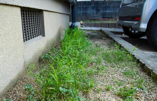 軒下を覆う雑草のイメージ 雑草,草むしり,放置の写真素材