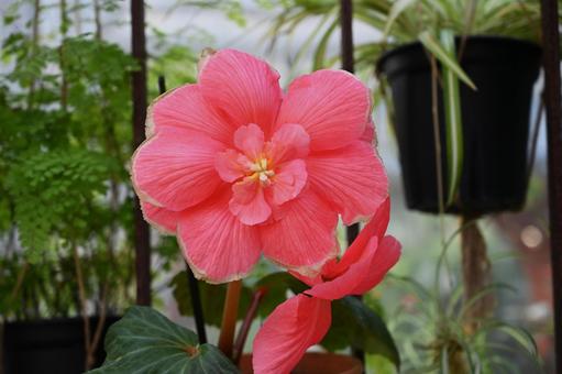 良いなと思い撮ったピンクのベゴニアの花 ベゴニア,ピンク,きれいの写真素材