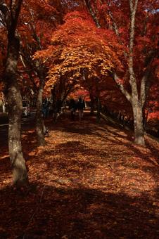 もみじ湖の紅葉 秋,モミジ,もみじの写真素材