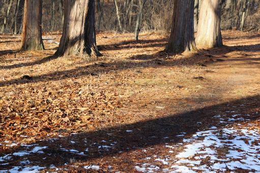 冬の晴れの日の林 冬の晴れの日の林の写真