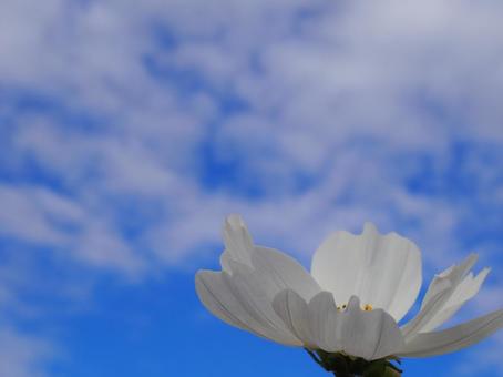 空とコスモスの写真