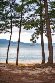 松林から眺める海 海,海岸,海岸沿いの写真素材