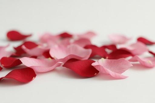 赤とピンクの花びらが散らばるの写真