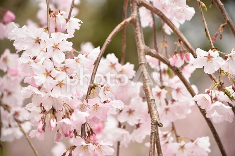 花見山のしだれ桜 花見山,しだれ桜,しだれざくらの写真素材