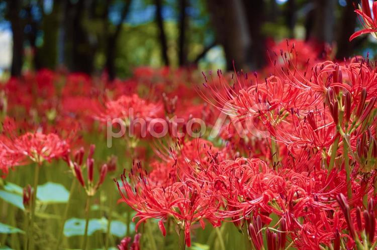 群生する彼岸花 群生する彼岸花 彼岸花,曼珠沙華,秋の写真素材