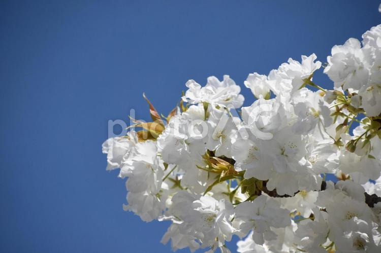 千原桜 千原桜,桜,春の写真素材