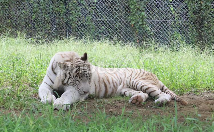 動物園　ホワイトタイガー　トラ　虎 虎,トラ,ホワイトタイガーの写真素材