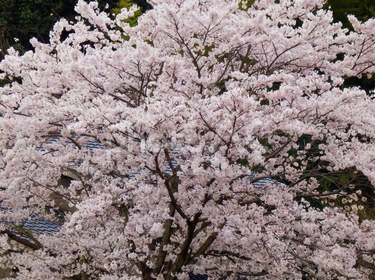 【桜の写真】桜が咲く風景 桜,さくら,サクラの写真素材